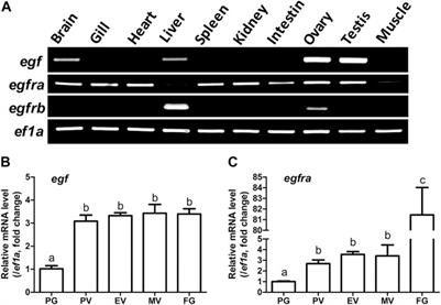 Disruption of Epidermal Growth Factor Receptor but Not EGF Blocks Follicle Activation in Zebrafish Ovary